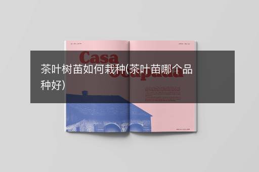 茶叶树苖如何栽种(茶叶苗哪个品种好)